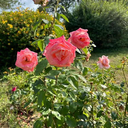 Hébergement de vacances La Maillardière - Avec Piscine Corné