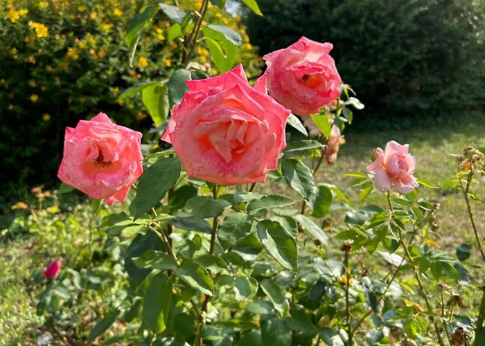 Dom wakacyjny La Maillardiere - Avec Piscine Corné
